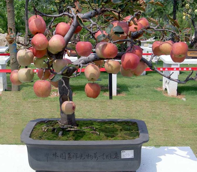 ilustrasi bonsai apel