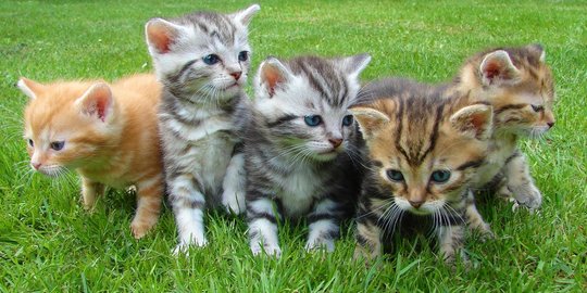 Makanan Basah Kucing, Ini 7 Cara Membuatnya agar Gizinya Tetap Terpenuhi