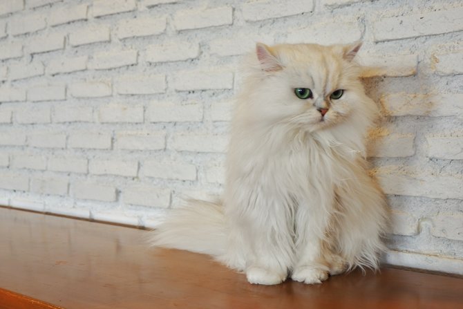 rentan obesitas pilih nutrisi terbaik untuk kucing himalaya