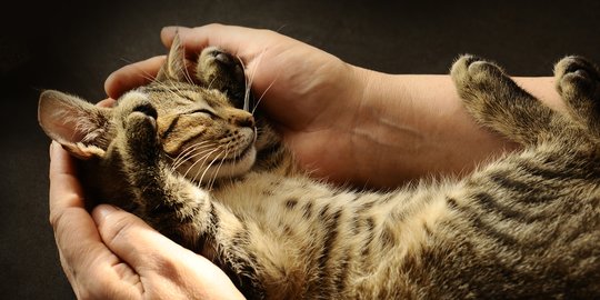 Cara Merawat Kucing dengan Baik dan Mudah, Perhatikan 