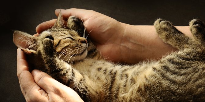 Cara Merawat Kucing dengan Baik dan Mudah, Perhatikan Kebersihannya