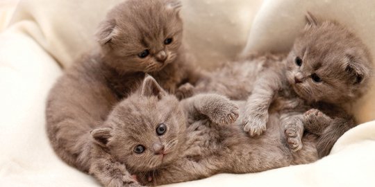 Pengganti Susu Kucing untuk Peliharaan yang Baru Lahir, Begini 
