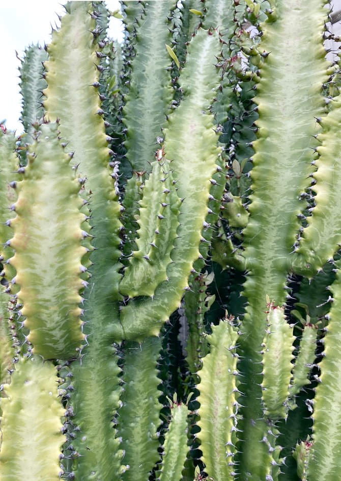 ilustrasi euphorbia trigona