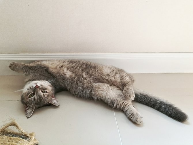 ragam masalah kesehatan di balik fisik imut si kucing munchkin