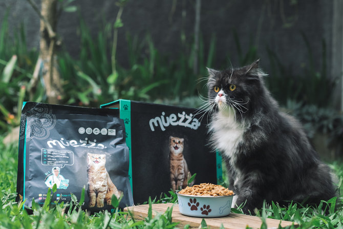 ragam masalah kesehatan di balik fisik imut si kucing munchkin
