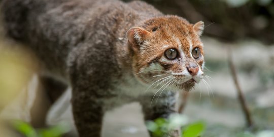 Hampir Punah, Sebaiknya Jangan Pelihara 5 Jenis Kucing Hutan Ini 