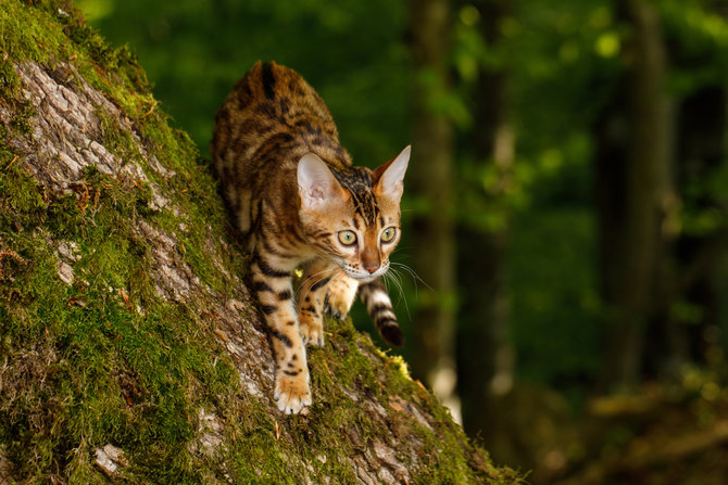 hampir punah sebaiknya jangan pelihara 5 jenis kucing hutan ini