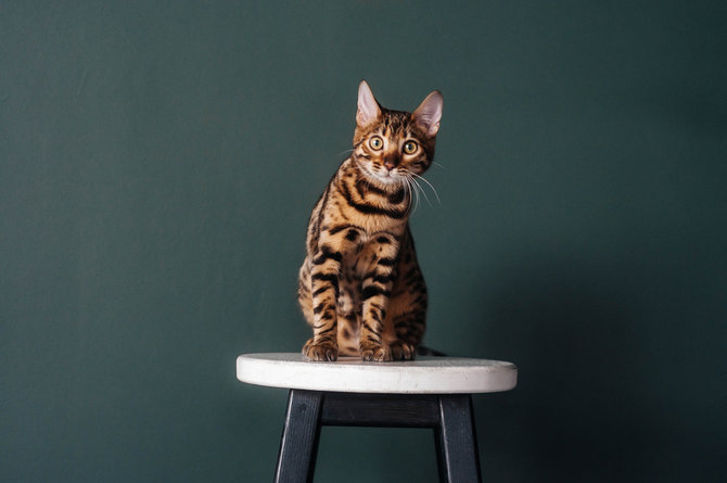 mirip leopard mini ini sifat kucing bengal yang sukses bikin catlover jatuh hati