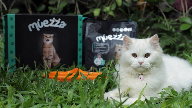 mirip leopard mini ini sifat kucing bengal yang sukses bikin catlover jatuh hati