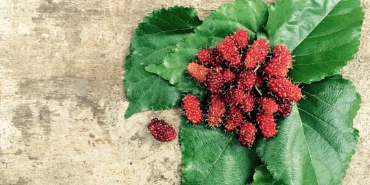 8 Manfaat Murbei untuk Kesehatan, Bantu Cegah Penuaan Dini