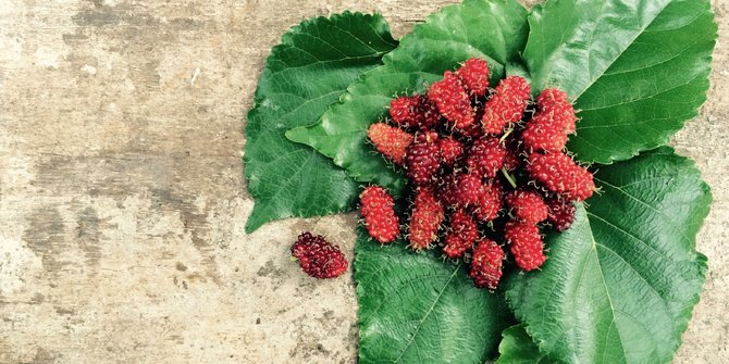 8 Benefits of Mulberry for Health, Help Prevent Premature Aging