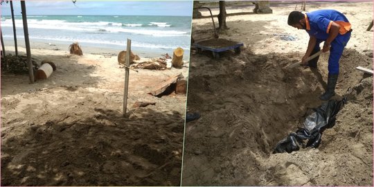 Lumba-Lumba Hidung Botol Ditemukan Mati Mengenaskan di Pantai Kuta