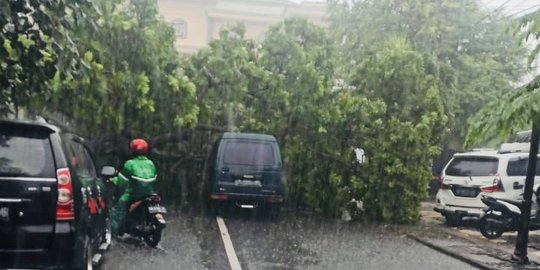 Hujan Deras di Solo, Pohon Tumbang Timpa Dua Mobil