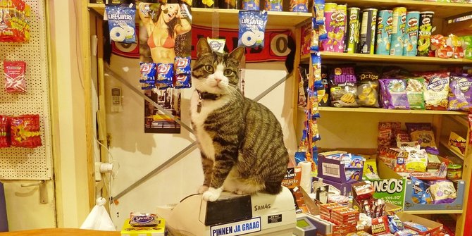 10 Gambar  Kucing Lucu  Saat Didapuk Jadi Pegawai Minimarket 