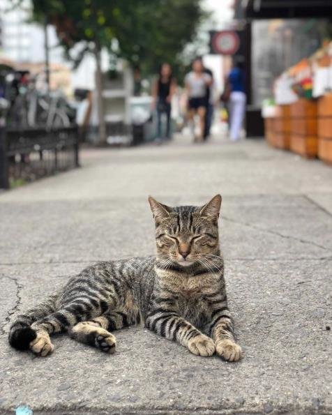 10 gambar kucing lucu saat didapuk jadi pegawai minimarket