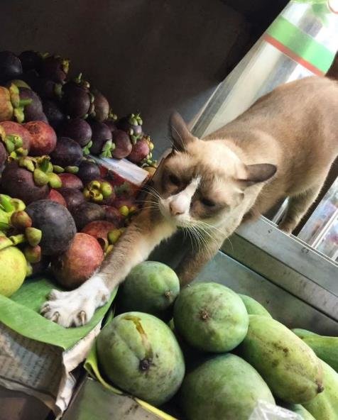 10 gambar kucing lucu saat didapuk jadi pegawai minimarket