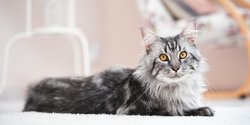 Jadi Salah Satu Ras Kucing Terbesar Rawat Kucing Maine Coon Dengan Pola Makan Tepat Merdeka Com