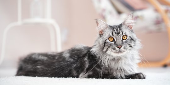 Main Coon Katze Wesen