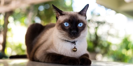 Dikenal Cerewet, Ini Trik Membujuk Kucing Siam yang Mogok Makan 