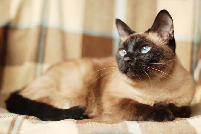 Dikenal Cerewet, Ini Trik Membujuk Kucing Siam yang Mogok Makan 