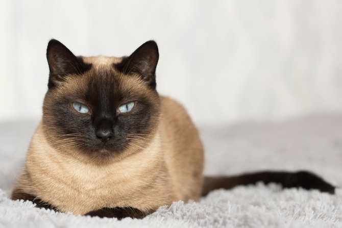Dikenal Cerewet, Ini Trik Membujuk Kucing Siam yang Mogok Makan 