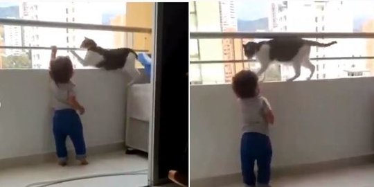 Video Kucing Lindungi Balita Main di Balkon, Jaga Ketat Bak Ajudan