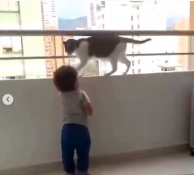 kucing ajudan
