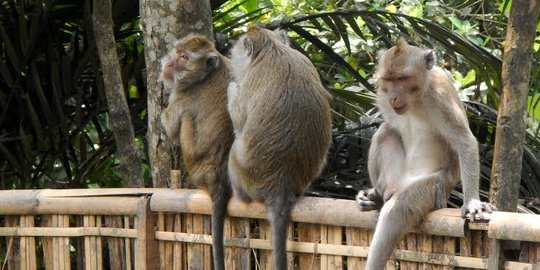 Kawanan Monyet Menyerang Anak-anak di Perumahan Puspitek Tangerang