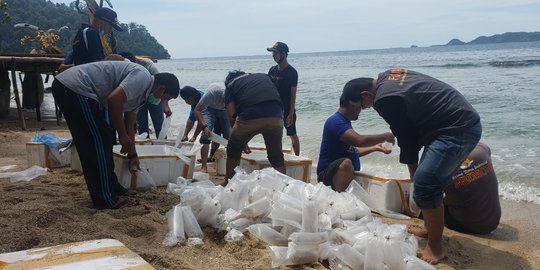 KKP Lepasliarkan 89.018 Benih Lobster Hasil Sitaan di Pesisir Selatan