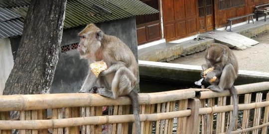 Tak Hanya Serang Anak - Anak, Kawanan Monyet di Serpong juga Satroni Dapur Rumah