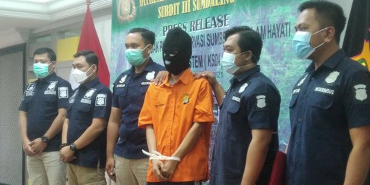 Menyamar Jadi Pembeli, Polisi Tangkap Penjual Bayi Orangutan Usai 'COD' di Bekasi