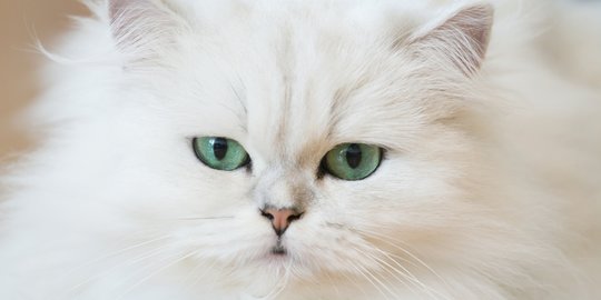 Punya 7 Variasi Warna, Foto Lucu Kucing Persia ini Dijamin Bikin 