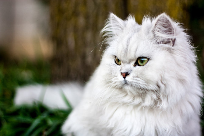 Punya 7 Variasi Warna  Foto Lucu Kucing  Persia ini Dijamin 