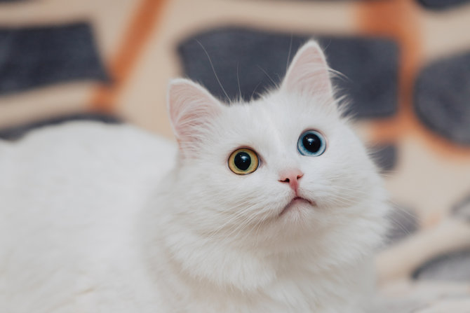 Mempesona, Ini 10 Gambar Kucing Anggora dengan Mata Berbeda Warna 