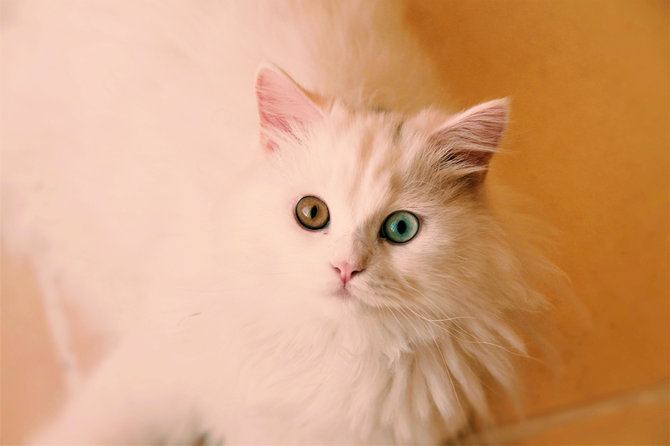 mempesona ini 10 gambar kucing anggora dengan mata berbeda warna