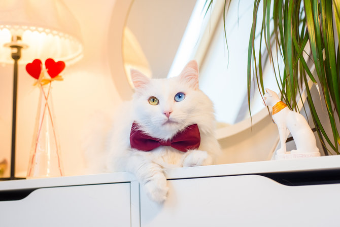 mempesona ini 10 gambar kucing anggora dengan mata berbeda warna