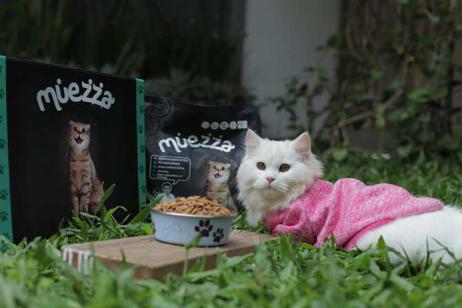 mempesona ini 10 gambar kucing anggora dengan mata berbeda warna