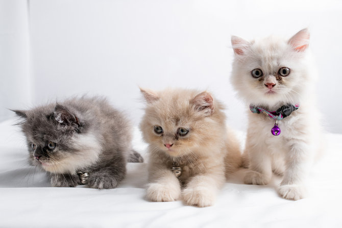 10 Gambar Kucing Persia, Si Cantik Berwajah Datar  merdeka.com