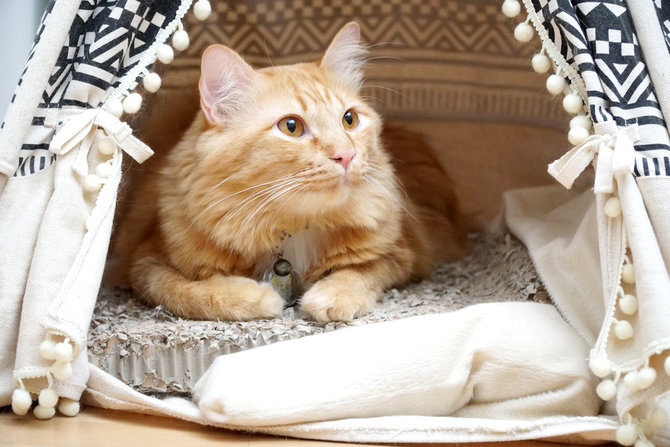 DIY Kandang Kucing Lucu, Tetap Nyaman Tanpa Keluar Banyak Uang 