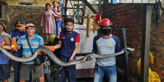 Ular Piton Panjang 5 Meter Bersembunyi di Plafon Rumah Warga Samarinda
