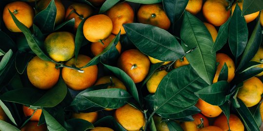 12 Buah Pembawa Keberuntungan Menurut Fengshui Merdeka Com 12 Buah Pembawa Keberuntungan Menurut Fengshui Merdeka Com