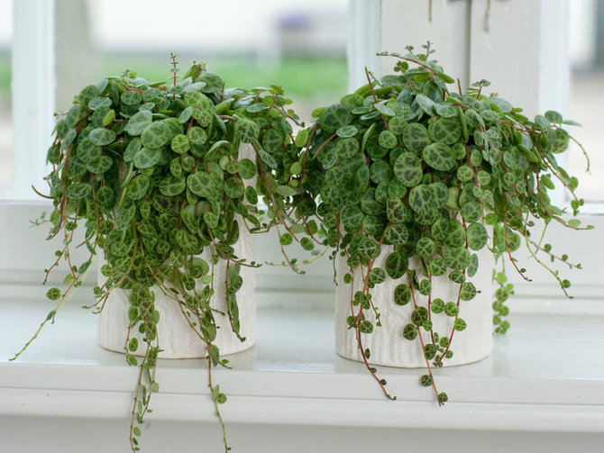 peperomia prostrata