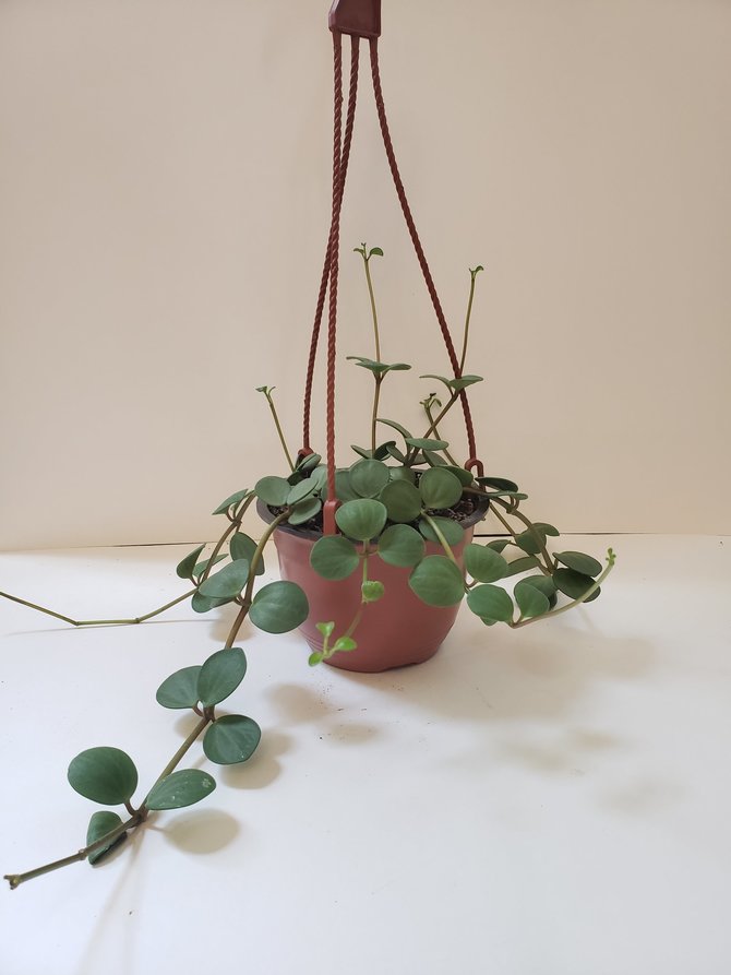 peperomia hope