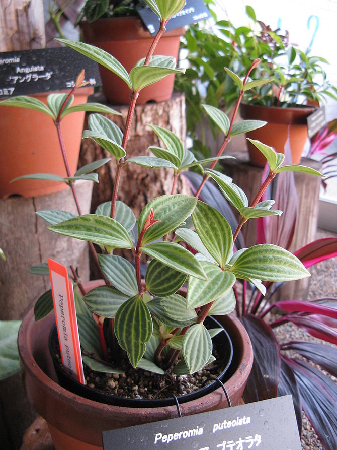 peperomia puteolata