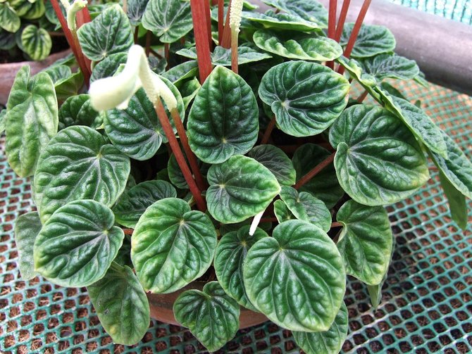 peperomia caperata