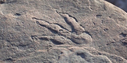 Bocah Empat Tahun Temukan Jejak Kaki Dinonsaurus di Pantai