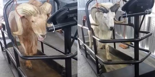Latihan Treadmill dan Mandi Sauna, Ini Perawatan Unik Domba Garut Harga Ratusan Juta