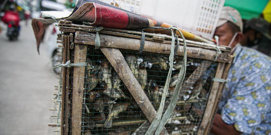 Jelang Imlek, Penjualan Burung Pipit Sepi