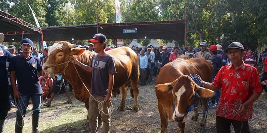 274 Ekor Sapi untuk Kelompok Tani Masuk Makassar Harus Jalani Karantina