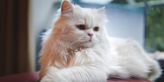 Bikin Betah, Begini Cara Membersihkan Kandang Kucing Persia